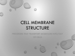 Cell membrane structure File
