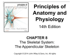 The Skeletal System (Appendicular Skeleton)