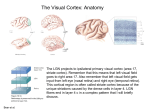 The Visual Cortex