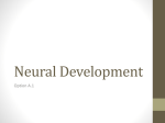 Neural Development - Peoria Public Schools