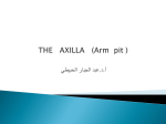 THE AXILLA (Arm pit )
