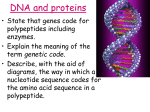 Lesson 1 DNA and proteins