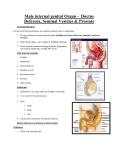 Male internal genital Organ - Ductus Deferens, Seminal Vesicles