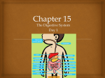 ch 15 Day 1 Mouth thru Esophagus