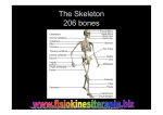 The Skeleton 206 bones