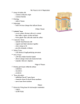 The Tissue Level of Organization • Group of similar cells – common