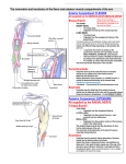 All supplied by the RADIAL NERVE Triceps Brachii Anconeus