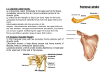 Pectoral girdle