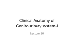 Clinical Anatomy of Genitourinary system