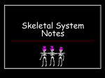Skeletal_System_Notes powerpoint