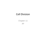 Cell Division