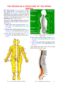 THE REVIEW ON A STRUCTURE OF THE SPINAL NERVES