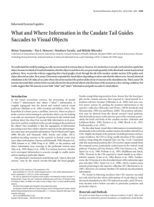 What and Where Information in the Caudate Tail Guides Saccades