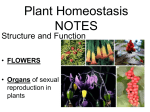 Plant Homeostasis