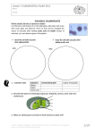 Lesson 7: EUKARYOTES, PLANT CELL