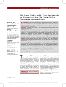 The Dentate Nucleus and Its Projection System in the Human