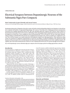 Electrical Synapses between Dopaminergic Neurons of the