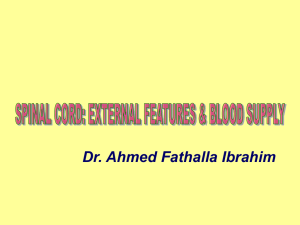 External features of spinal cord2009-03-07 04:492.5