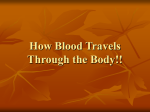 How Blood Travels Through the Body!!