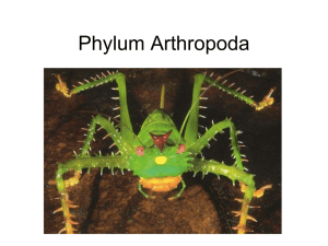 Arthropods