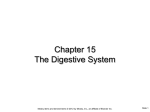 Chapter 15 The Digestive System