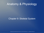 Ch. 9 Skeletal System Notes