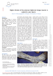 Higher division of the extensor digitorum longus muscle: A cadaveric