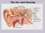 The Ear and Hearing 1. Outer Ear