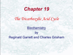 What Is the Chemical Logic of the TCA Cycle?