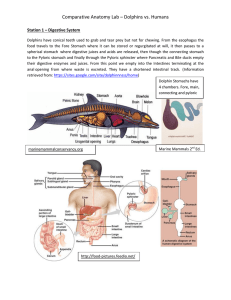 Comparative Anatomy Lab – Dolphins vs. Humans