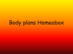 Body plans Homeobox