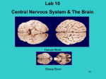 Objective 1: Anatomy of the human brain and cranial nerves