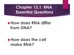 Chapter 13 RNA and Protein Synthesis (1)