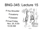 BNG-345: Lecture 15 The Shoulder Anatomy Disease Final Friday