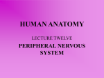 human anatomy - WordPress.com