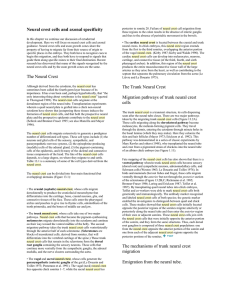 Neural crest cells and axonal specificity