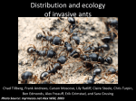Distribution and impact of the invasive Pavement Ant, Tetramorium
