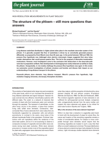 The structure of the phloem–still more questions than answers