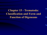 Chapter 15 - Trematoda: Classification and Form and Function of