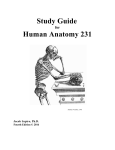 Study Guide Human Anatomy 231