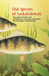 Fish Species of Saskatchewan - South Saskatchewan River
