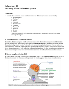 Laboratory 11 Anatomy of the Endocrine System