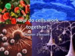 How do cells work together? Chapter 1 lesson 2