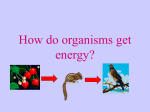 How do organisms get energy?