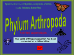 6- Arthropoda_AP Bio