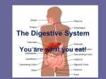 Digestive System