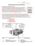 Cell membrane and tonicity worksheet_key