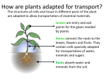 How are plants adapted for transport?