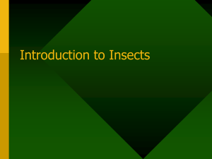 Introduction to Insects