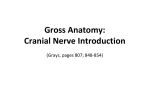 Lecture Cranial Nerves 1